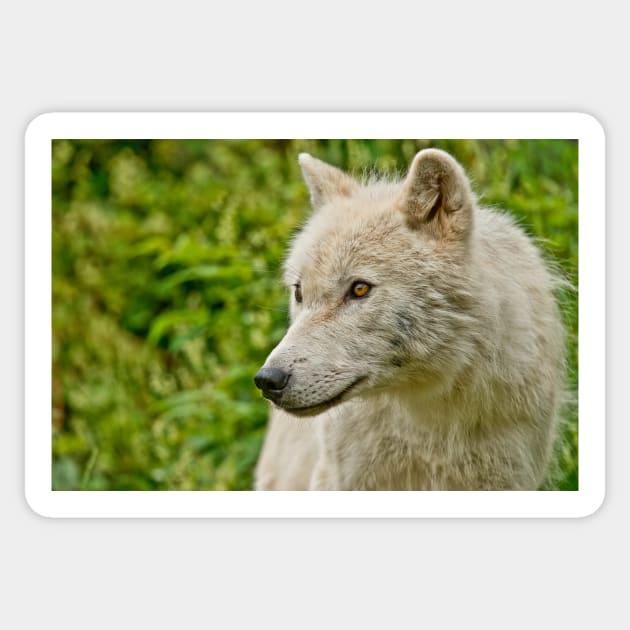 Arctic Wolf Sticker by jaydee1400